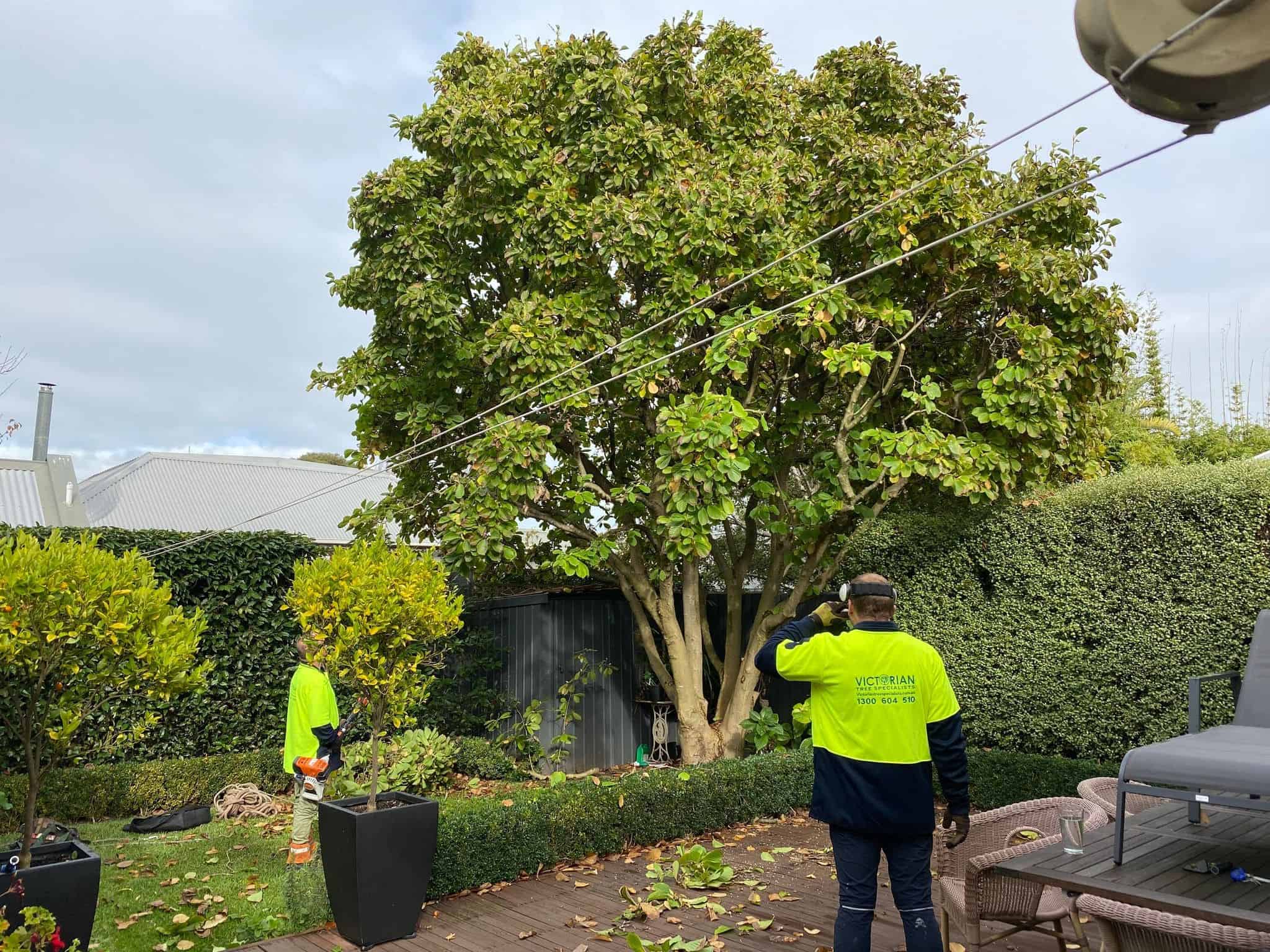 Tree Service Melbourne | Best Tree Removal Service Melbourne
