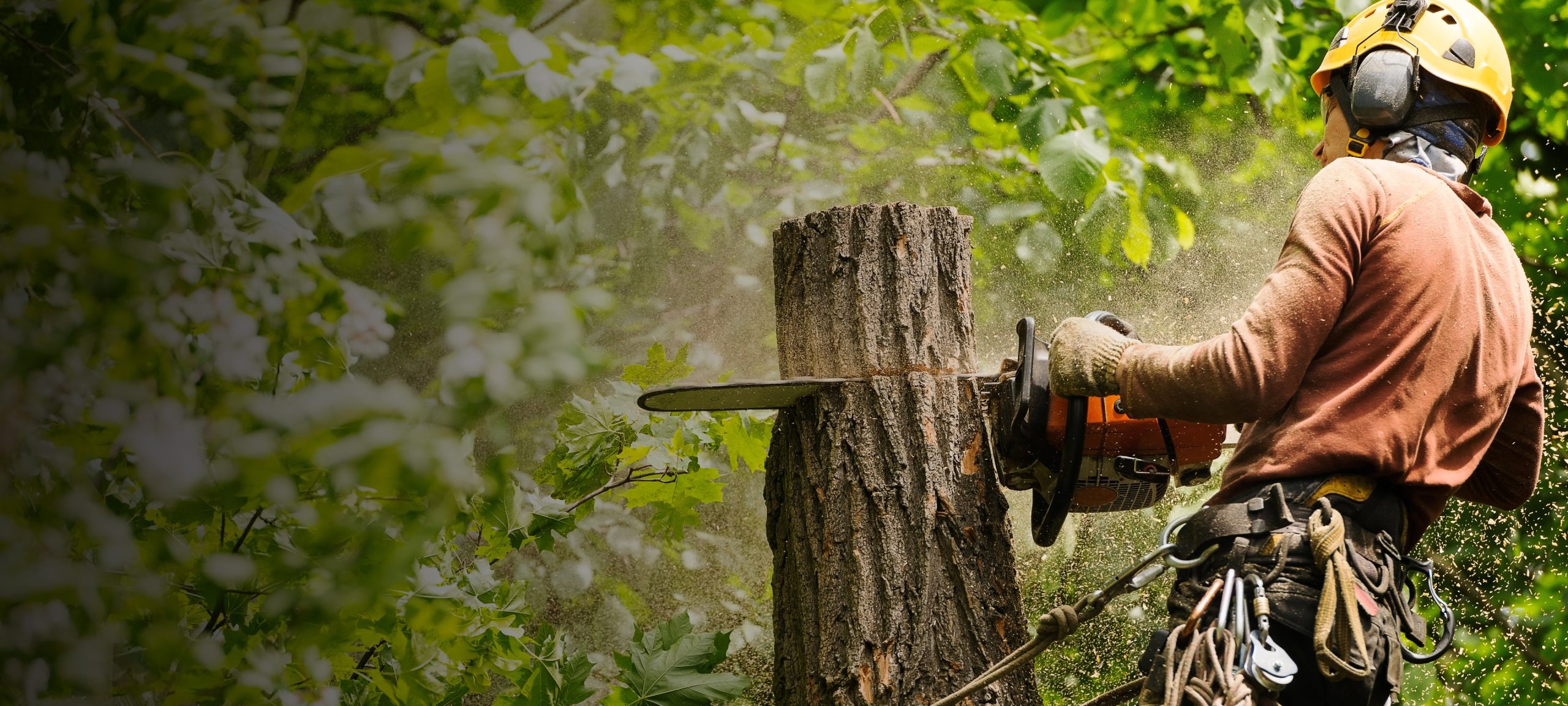 Home - Victorian Tree Specialists