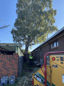 Tree Removal Bacchus Marsch