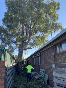 Stump Grinding and Tree Removal Bacchus Marsh