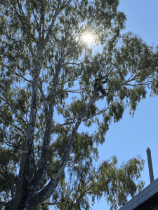 Stump Grinding and Tree Removal Bacchus Marsh