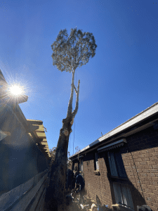 Stump Grinding and Tree Removal Bacchus Marsh