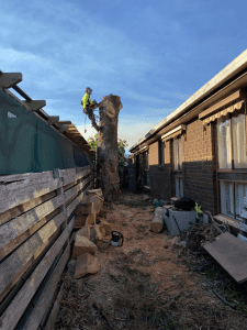 Stump Grinding and Tree Removal Bacchus Marsh