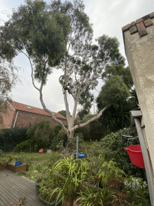 Tree Removal Camberwell