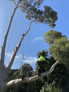 Tree Removal Camberwell