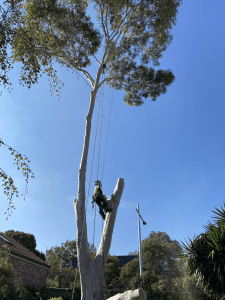 Tree Removal Camberwell