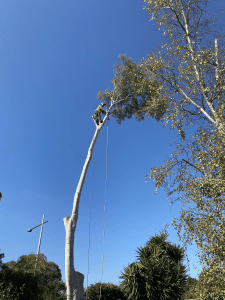 Tree Removal Camberwell