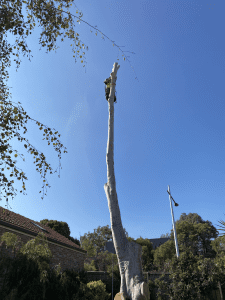 Tree Removal Camberwell