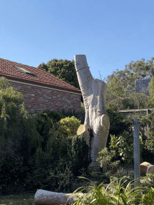 Tree Removal Camberwell