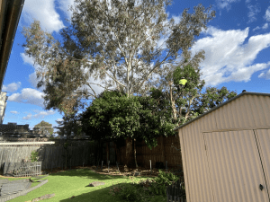 Tree Removal Blackburn