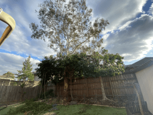 Tree Removal Blackburn