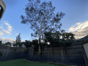 Tree Removal Blackburn