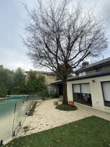 Tree Removal Doncaster East