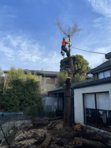 Tree Removal Doncaster East