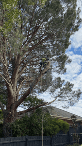 Tree Removal East Doncaster