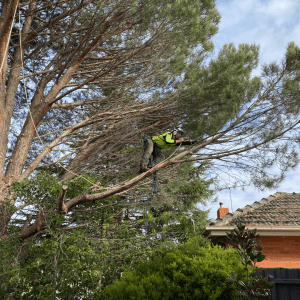 Tree Removal East Doncaster