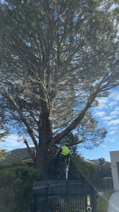 Tree Removal East Doncaster