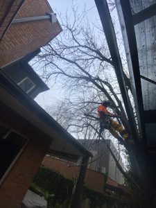 Tree Removal and Mulching Glen Iris