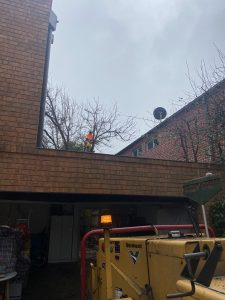 Tree Removal and Mulching Glen Iris