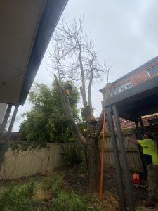 Tree Removal and Mulching Glen Iris