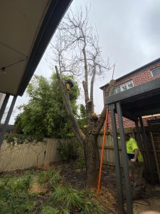 Tree Removal and Mulching Glen Iris