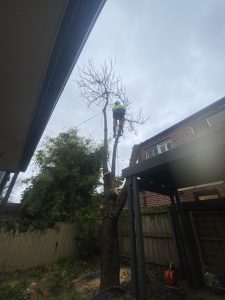 Tree Removal and Mulching Glen Iris