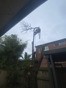 Tree Removal and Mulching Glen Iris