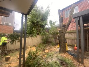 Tree Removal and Mulching Glen Iris