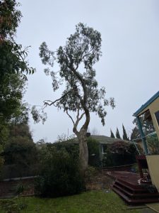 Gum Tree Removal Mount Waverley