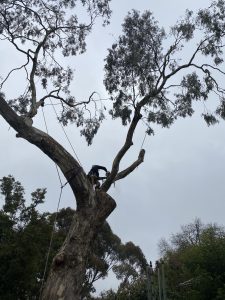 Gum Tree Removal Mount Waverley