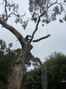 Gum Tree Removal Mount Waverley