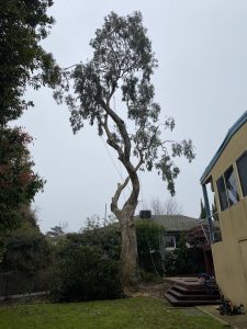 Gum Tree Removal Mount Waverley