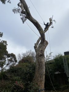 Gum Tree Removal Mount Waverley