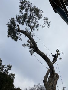 Gum Tree Removal Mount Waverley