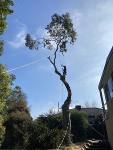 Gum Tree Removal Mount Waverley