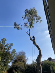 Gum Tree Removal Mount Waverley