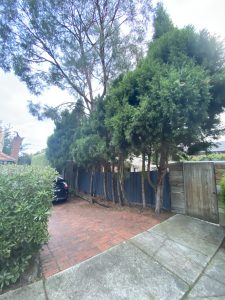 Tree Removal Glen Iris