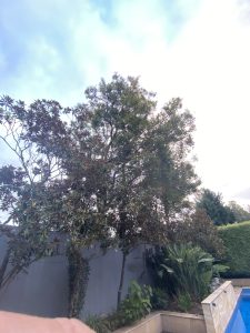 Tree Removal Glen Iris