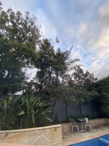 Tree Removal Glen Iris