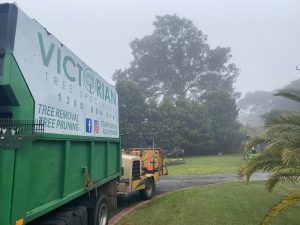 Tree Pruning and Trimming Donvale