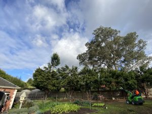 Tree Pruning and Trimming Donvale