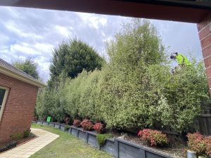 Tree Removal Donvale