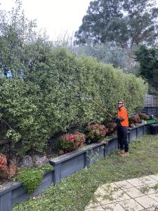 Tree Trimming Donvale