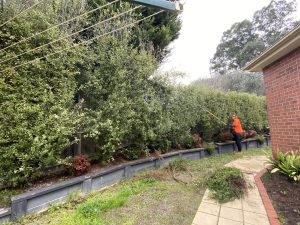 Tree Removal Donvale