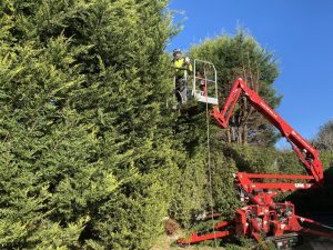 Tree Pruning Donvale