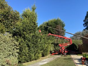 Tree Trimming Donvale