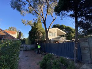 Tree Pruning and Tree Removal Glen Iris