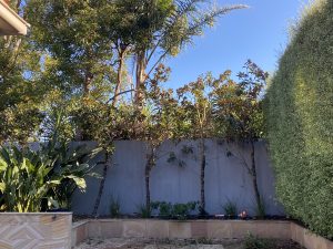 Tree Pruning and Tree Removal Glen Iris