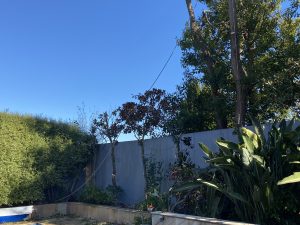 Tree Removal Glen Iris