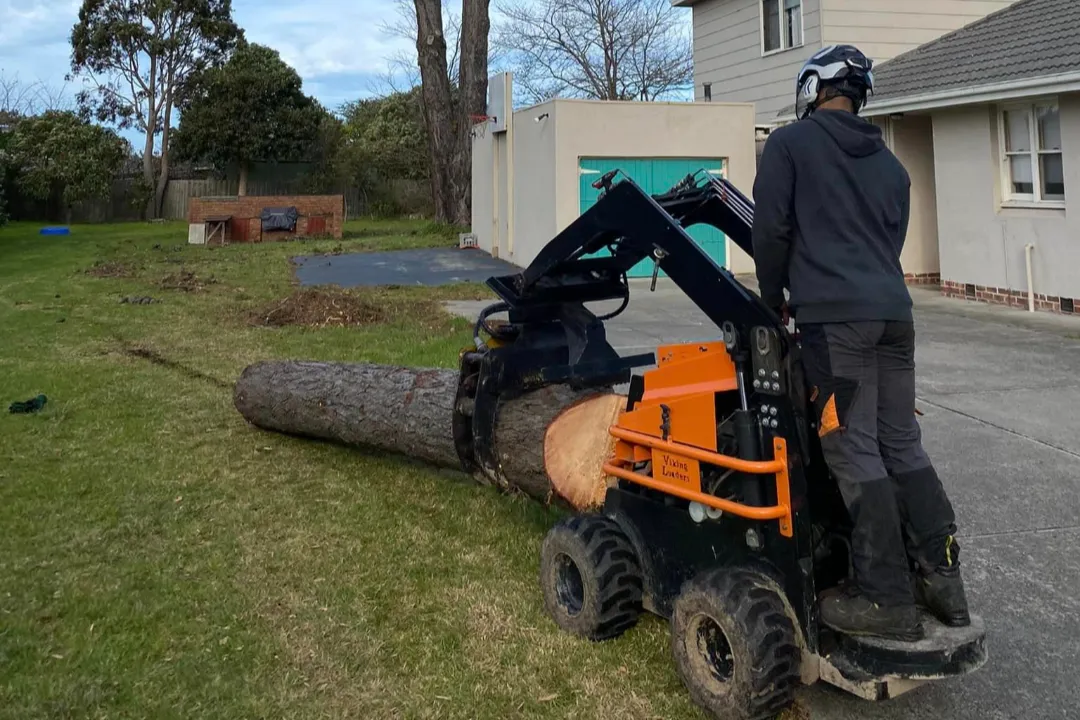 Tree Removal Burwood 2 Tree Removal Burwood